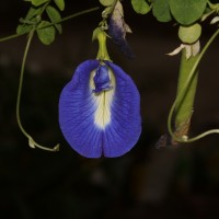 <i>Clitoria ternatea</i> L.